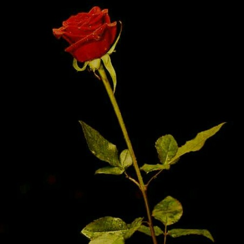 MADEINMARS-UNCONDITIONAL-LOVE-(Prod-MADEINMARS)