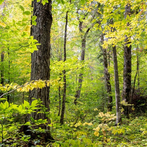Stream Big Reed Forest Reserve, Maine Big Reed Pond by Gathering