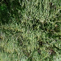 Grave Within A Grave