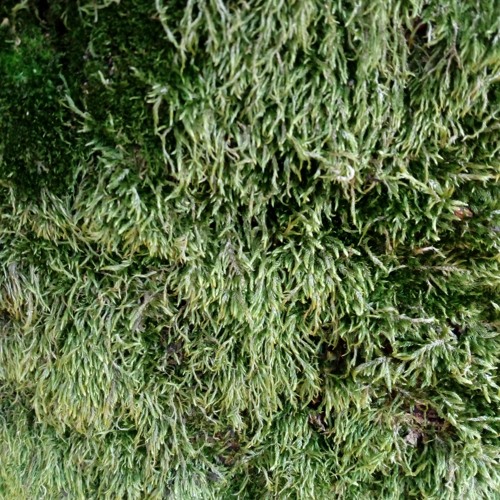 Grave Within A Grave