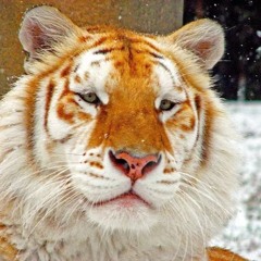 7xvn - I Want To Eat Your Face [PROD. ZANDA]