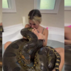 [CLIP@@] one girl 50 snake video original 1 girl 50 snakes video one girl fifty snake viral