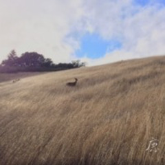 Deer · Encounter 鹿·遇 ｜Original Alchemy Crystal Singing Bowl Music