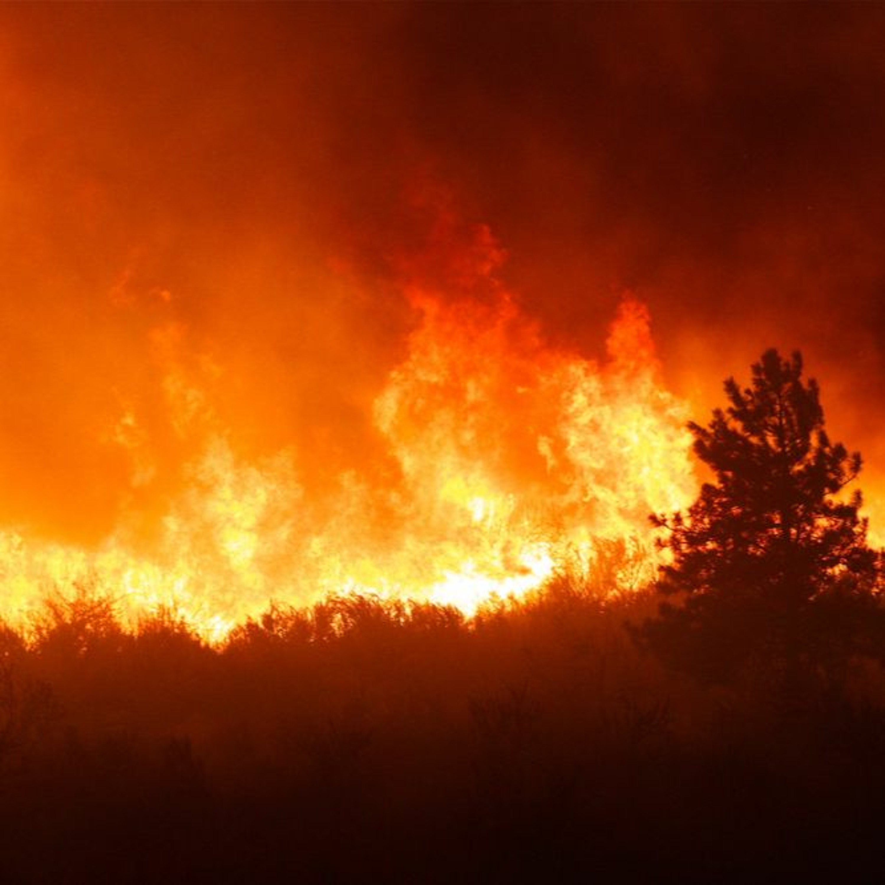 The Social Angle, Episode 136: Surviving Canada's Forest Fires: One Distributor's Story episode artwork