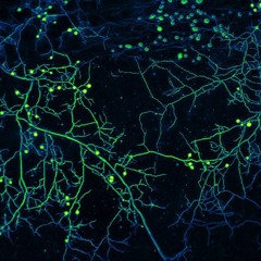 mycelium network