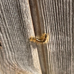 Caterpillar Train