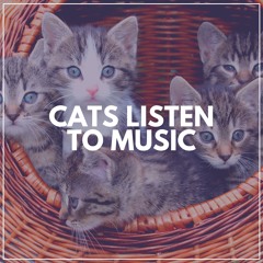 The Cat Listens to a Relaxing Sound