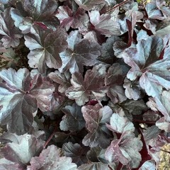 SLEAZE GUARDS from 20 COVIDITTIES, Op. 116, No. 7 (August 1, 2020)