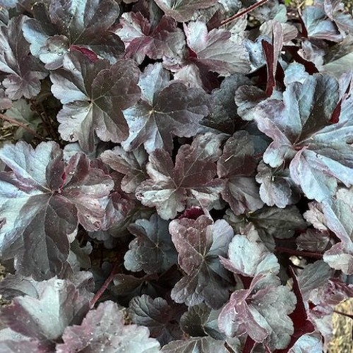 SLEAZE GUARDS from 20 COVIDITTIES, Op. 116, No. 7 (August 1, 2020)