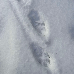 Wolf Chorus