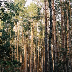 Lost Grove