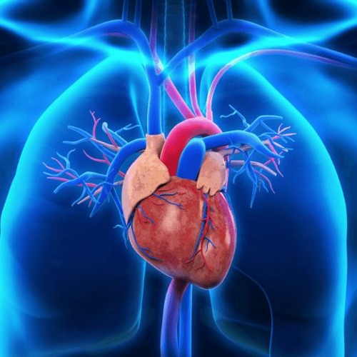 Kate Shemirani: Cardiac Symptoms, Heart Attacks & How To Maintain Good Heart Health