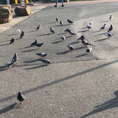 Soundwalk: Seabirds by the canal [Soundwalk]