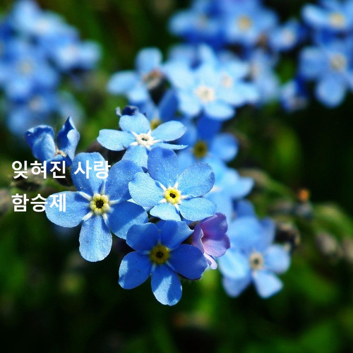 잊혀진 사랑(One Forgotten Love)