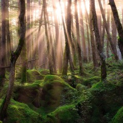 María Eugenia Luc: Forest