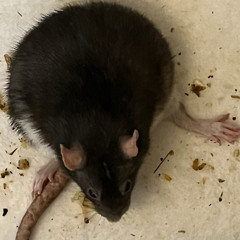 cannedsouporbakedbeans / princess shinshiro