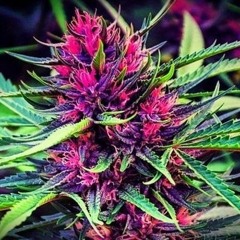 ХусТотСамый - Пушка