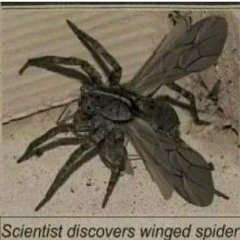 the winged spider