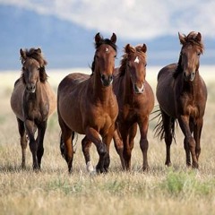 Vier Pferde für ein Halleluljah