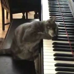 the piano cat's ballad (audio combat S03E04 entry)