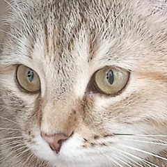 Stunned-limios