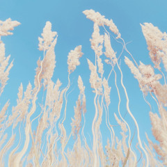 mirage meadow