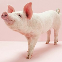 LIKE A POERCO🐖(c/Ritchie, Delson Fly, Anatasio Wave)