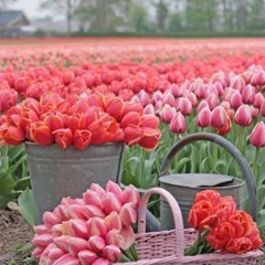 Aujourdhui je chante