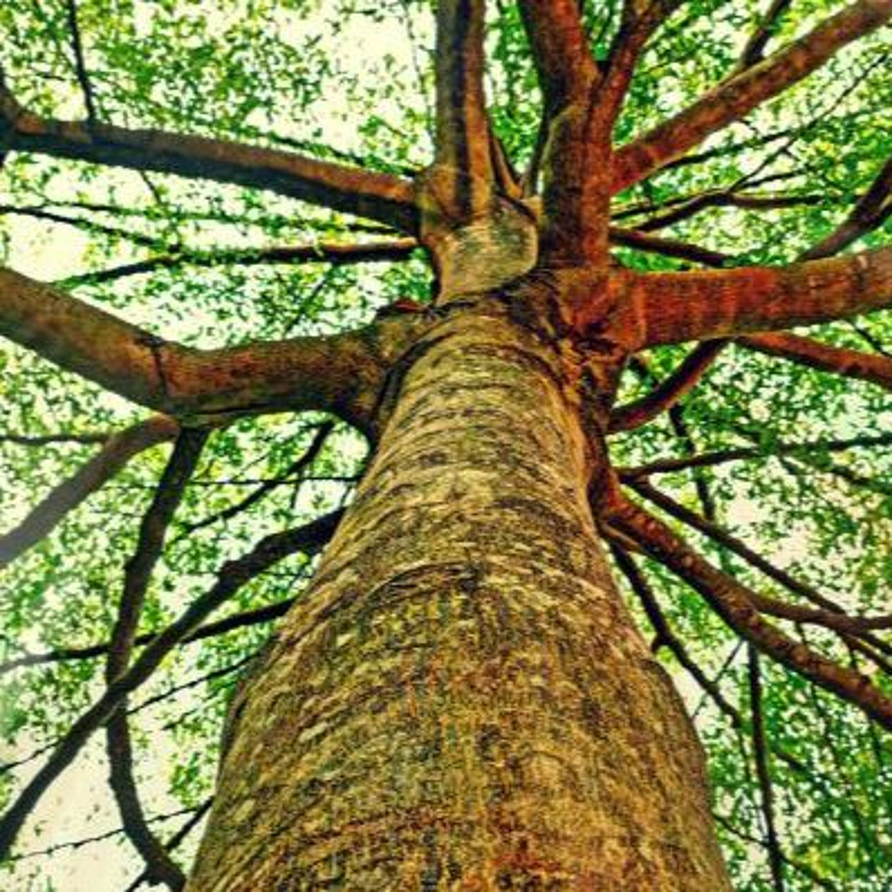 Serie La India: El libre albedrío