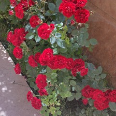 بلنگر _حسن زیرک