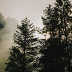 Roots Treatment (Live) at Schwing und Stampf Festival 2025