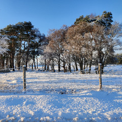 Rise Up, Shepherd, and Follow