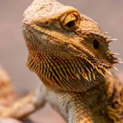 Pogona - The Bearded Dragon As A Popular Pet In The Market