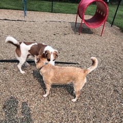 special-night-with-zoey.mp3