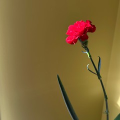 Stupid Brain - P1Harmony (Tia Jade mini cover)