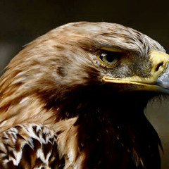 Águila del parque - Luchowsky2b (prod.tizonikis)