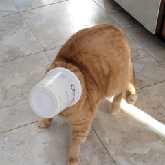 Portal Cat