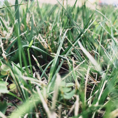 Plants(prod.4DaProphet)