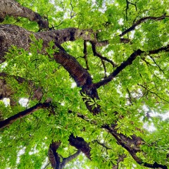 ဘ၀သစၥာဆိုေလဦး - လားရွိဳးသိန္းေအာင္