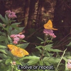 Sylph Entry #2: At Home Nymph Convo with Sab & Mia