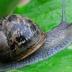 im a snaile