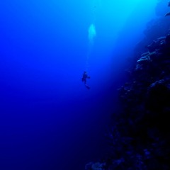 Ascendant(2024)🐬