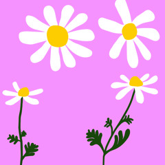 Icon Alias - August (Chamomile)