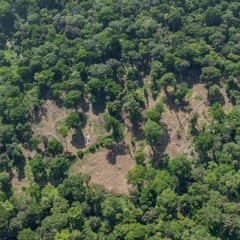 4-6: Denuncias de deforestación irregular en Refugio de Vida Silvestre Gandoca Manzanillo.