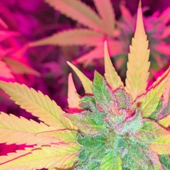 Electro, Ghetto Tech, Miami Bass, 808