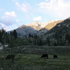 Blue Spotted Tail Cover