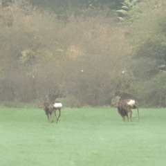 Portrait of a Ghost at Sunset