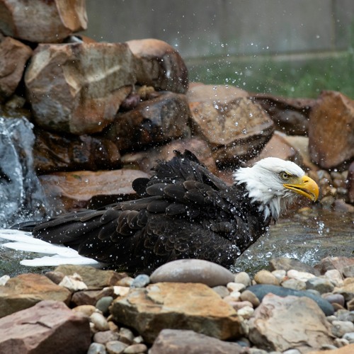 10-year anniversary of CPN Eagle Aviary opening