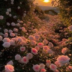 Pink Roses