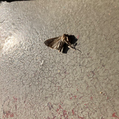 04-2025 VinylPractice